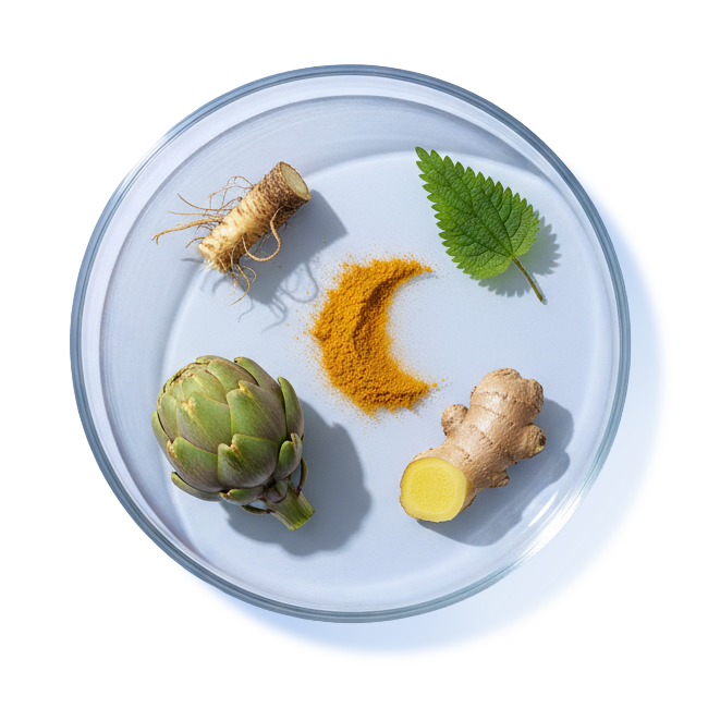 DANDELION ROOT, ARTICHOKE, NETTLE LEAF, GINGER, CURCUMIN