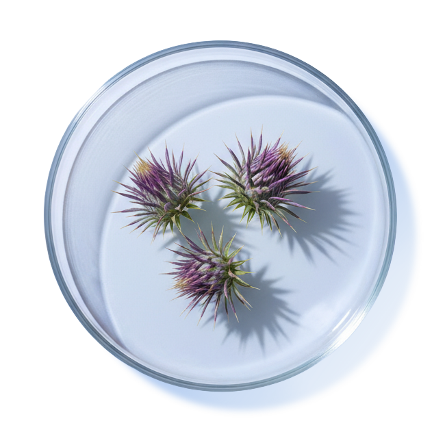 MILK THISTLE EXTRACT