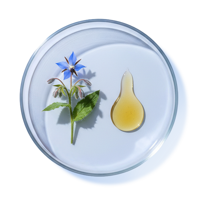 BORAGE OIL