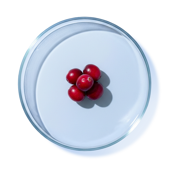 CRANBERRY