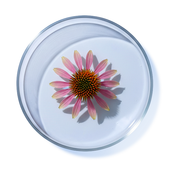 ECHINACEA