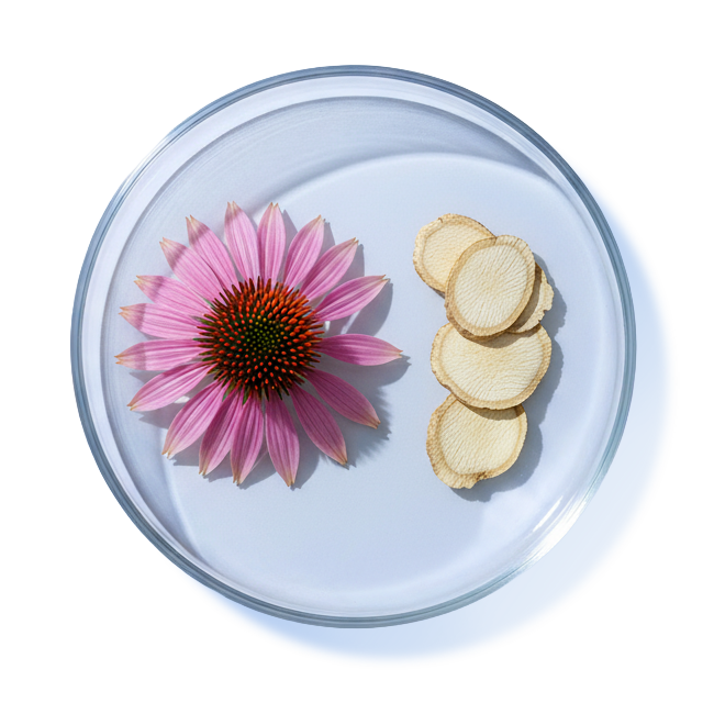 ECHINACEA & ASTRAGALUS